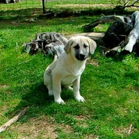 AKC- CHLOE, a female Anatolian Shepherd Dog for sale in Yellville, AR – 7 of 10