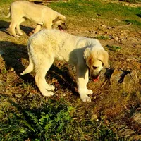 AKC- APOLLO, a male Anatolian Shepherd Dog for sale in Yellville, AR – 4 of 8