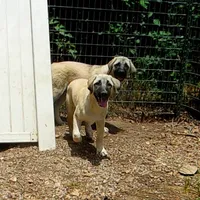 AKC - FERN, a female Anatolian Shepherd Dog for sale in Yellville, AR – 6 of 9