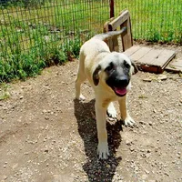 AKC Gretel , a female Anatolian Shepherd Dog for sale in Yellville, AR – 7 of 10