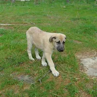 AKC- PICABOO, a female Anatolian Shepherd Dog for sale in Yellville, AR – 5 of 10