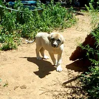 AKC- ZAYU, a female Anatolian Shepherd Dog for sale in Yellville, AR – 8 of 8