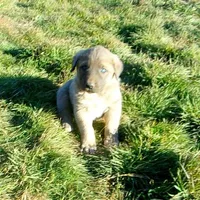 AKC- ERIC, a male Anatolian Shepherd Dog for sale in Yellville, AR – Photo 4 of 10