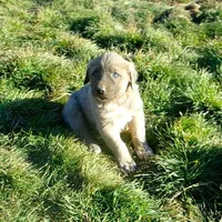 AKC- ERIC, a male Anatolian Shepherd Dog for sale in Yellville, AR – Photo 2 of 10