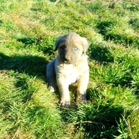 AKC- ERIC, a male Anatolian Shepherd Dog for sale in Yellville, AR – Photo 5 of 10