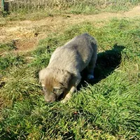AKC- ERIC, a male Anatolian Shepherd Dog for sale in Yellville, AR – Photo 8 of 10