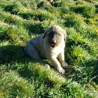 AKC- ERIC, a male Anatolian Shepherd Dog for sale in Yellville, AR – Photo 6 of 10