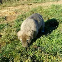 AKC- ERIC, a male Anatolian Shepherd Dog for sale in Yellville, AR – Photo 9 of 10