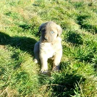 AKC- ERIC, a male Anatolian Shepherd Dog for sale in Yellville, AR – Photo 7 of 10
