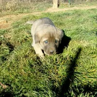 AKC- ERIC, a male Anatolian Shepherd Dog for sale in Yellville, AR – Photo 10 of 10