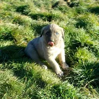 AKC- ERIC, a male Anatolian Shepherd Dog for sale in Yellville, AR – Photo 1 of 10