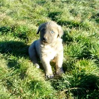 AKC- ERIC, a male Anatolian Shepherd Dog for sale in Yellville, AR – Photo 3 of 10