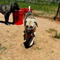 AKC- DENALI, a female Anatolian Shepherd Dog for sale in Yellville, AR – 3 of 9