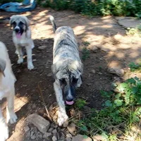AKC- CIAO, a male Anatolian Shepherd Dog for sale in Yellville, AR – 5 of 9