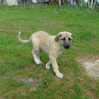 AKC- PICABOO, a female Anatolian Shepherd Dog for sale in Yellville, AR – 6 of 10