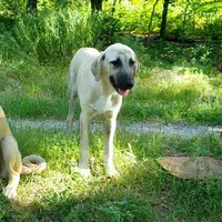 AKC- WYATT, a male Anatolian Shepherd Dog for sale in Yellville, AR – 9 of 9