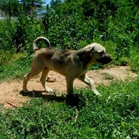 AKC- DENALI, a female Anatolian Shepherd Dog for sale in Yellville, AR – 6 of 9