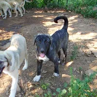 AKC- ZACKUM, a male Anatolian Shepherd Dog for sale in Yellville, AR – 3 of 8