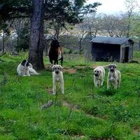 AKC- PICABOO, a female Anatolian Shepherd Dog for sale in Yellville, AR – 10 of 10