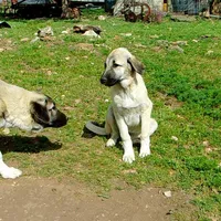 AKC- ANALEE, a female Anatolian Shepherd Dog for sale in Yellville, AR – 5 of 10