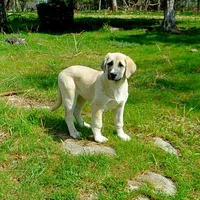 AKC- CHLOE, a female Anatolian Shepherd Dog for sale in Yellville, AR – 2 of 10