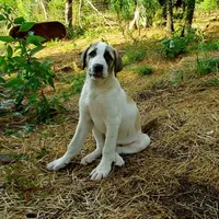 AKC- MILO, a male Anatolian Shepherd Dog for sale in Yellville, AR – Photo 1 of 10