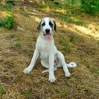AKC- MILO, a male Anatolian Shepherd Dog for sale in Yellville, AR – Photo 4 of 10