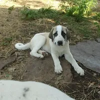 AKC- MILO, a male Anatolian Shepherd Dog for sale in Yellville, AR – Photo 9 of 10