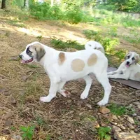 AKC- MILO, a male Anatolian Shepherd Dog for sale in Yellville, AR – Photo 6 of 10
