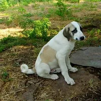 processed/d84e202c-e884-4039-9df9-750e26392802/listing/1cdcc737-9b12-42b9-bcc3-0383bb1e07cc/a714e215-146d-435f-a03b-68e1d4dd4d1b