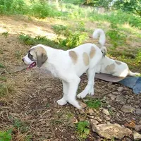 AKC- MILO, a male Anatolian Shepherd Dog for sale in Yellville, AR – Photo 5 of 10