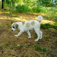 AKC- MILO, a male Anatolian Shepherd Dog for sale in Yellville, AR – Photo 3 of 10