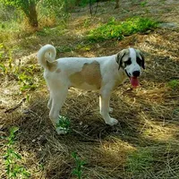 AKC- MILO, a male Anatolian Shepherd Dog for sale in Yellville, AR – Photo 2 of 10