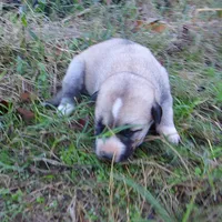 AKC- LOUISA, a female Anatolian Shepherd Dog for sale in Yellville, AR – 3 of 6