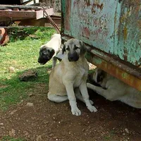 AKC- ANALEE, a female Anatolian Shepherd Dog for sale in Yellville, AR – 10 of 10
