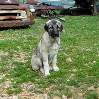 AKC- ANGEL, a female Anatolian Shepherd Dog for sale in Yellville, AR – 2 of 10