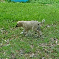 AKC- GOLDIE, a female Anatolian Shepherd Dog for sale in Yellville, AR – 8 of 10
