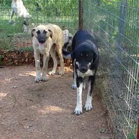 AKC- OMEGA, a female Anatolian Shepherd Dog for sale in Yellville, AR – 8 of 10