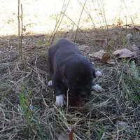 AKC- GRETL, a female Anatolian Shepherd Dog for sale in Yellville, AR – 6 of 6