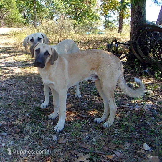 AKC- JESSE – Anatolian Shepherd Dog puppy for sale in Yellville, AR