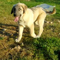 AKC- ERIC, a male Anatolian Shepherd Dog for sale in Yellville, AR – 5 of 10