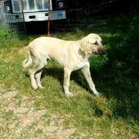 AKC- WYATT, a male Anatolian Shepherd Dog for sale in Yellville, AR – 6 of 9