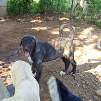 AKC- ZACKUM, a male Anatolian Shepherd Dog for sale in Yellville, AR – 7 of 8