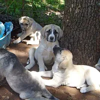 AKC- CLUTCH, a male Anatolian Shepherd Dog for sale in Yellville, AR – 4 of 10