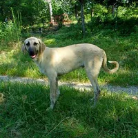 AKC- WYATT, a male Anatolian Shepherd Dog for sale in Yellville, AR – 7 of 9