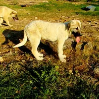 AKC- APOLLO, a male Anatolian Shepherd Dog for sale in Yellville, AR – 5 of 8