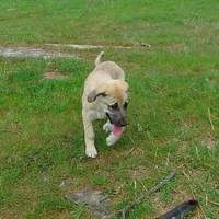AKC- PICABOO, a female Anatolian Shepherd Dog for sale in Yellville, AR – 7 of 7