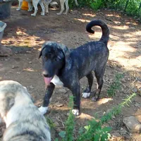 AKC- ZACKUM, a male Anatolian Shepherd Dog for sale in Yellville, AR – 2 of 8