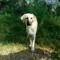 AKC- WYATT, a male Anatolian Shepherd Dog for sale in Yellville, AR – 3 of 9