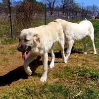 AKC - ALAN, a male Anatolian Shepherd Dog for sale in Yellville, AR – Photo 7 of 10